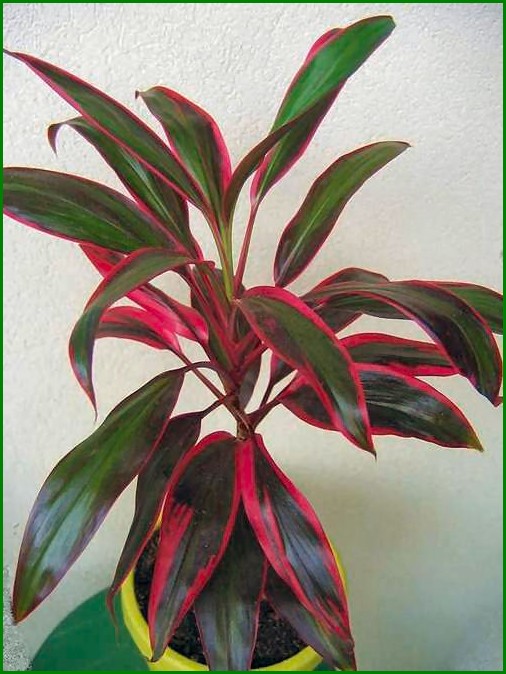 Flaming Dragon Tree